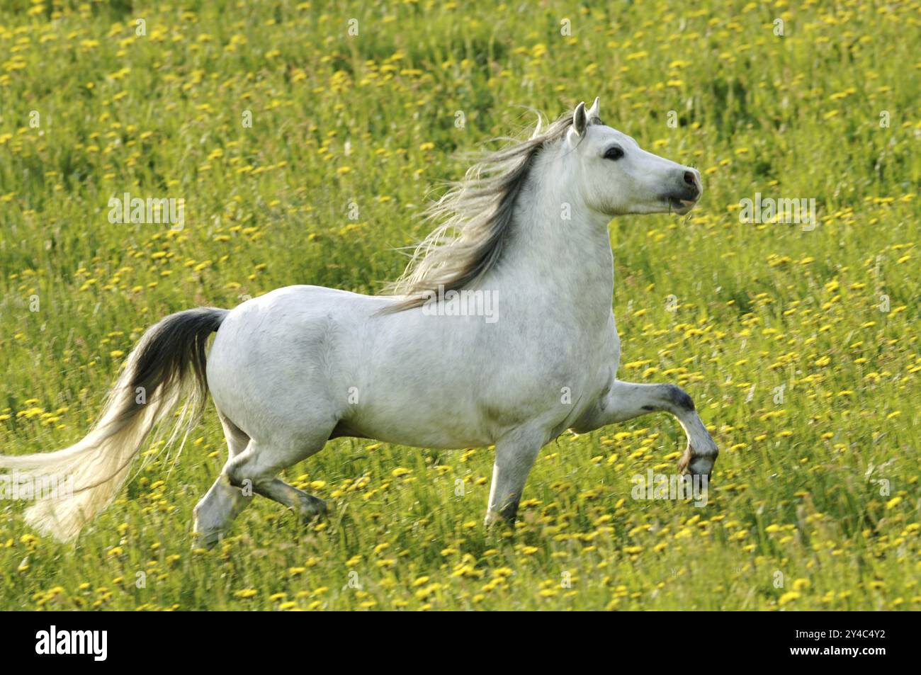 Beau cheval blanc dans le pré Banque D'Images