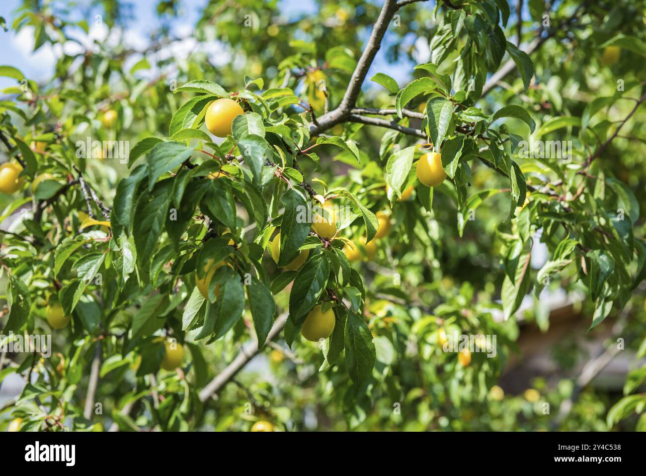 Prunes mûres de cerise jaune sur l'arbre en été Banque D'Images