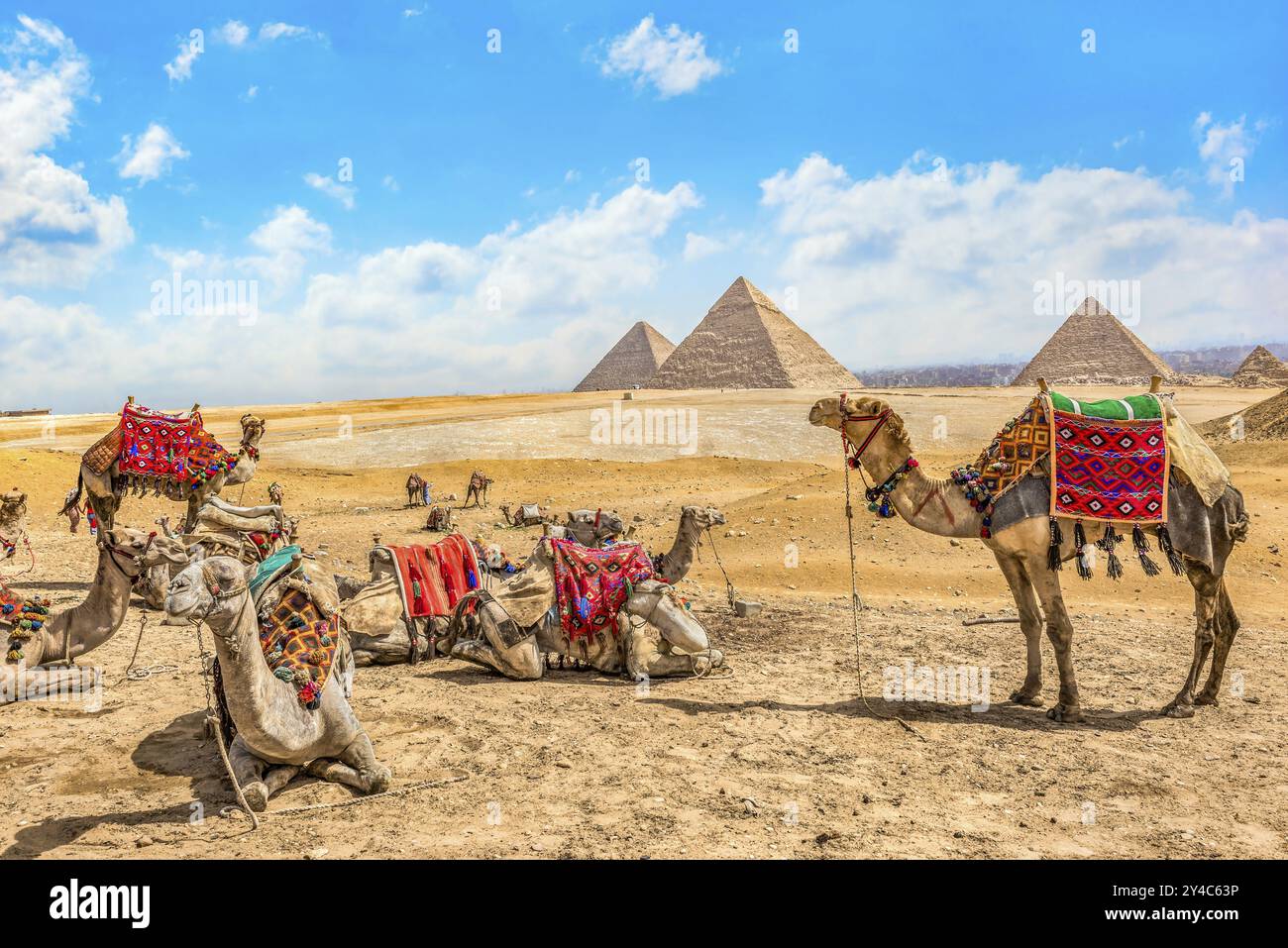 Chameaux reposant près des pyramides dans le désert de Gizeh, Egypte, Afrique Banque D'Images