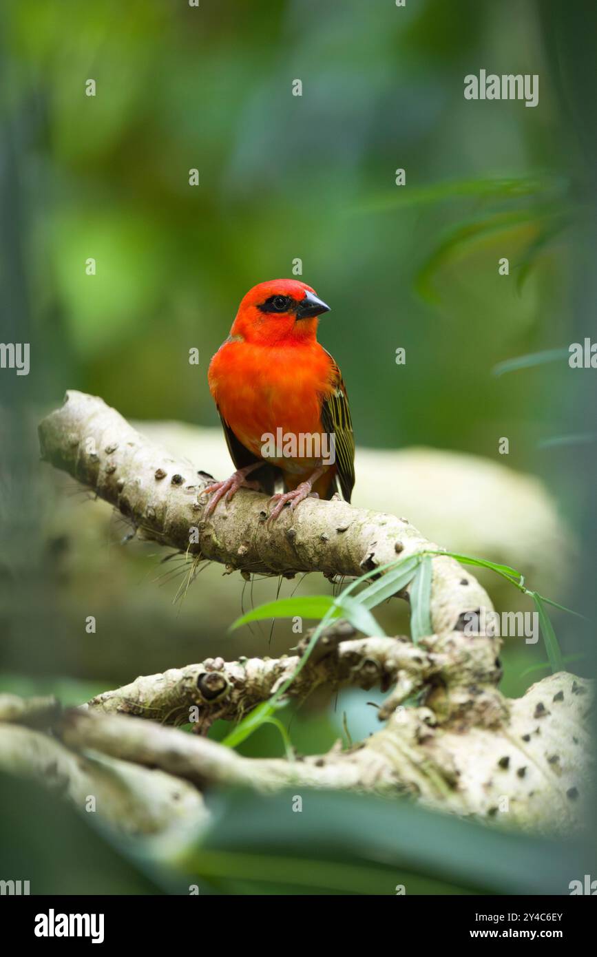 Oiseau tisserand rouge assis sur une racine dans la jungle Banque D'Images Oiseau tisserand rouge assis sur une racine dans la jungle Banque D'Images