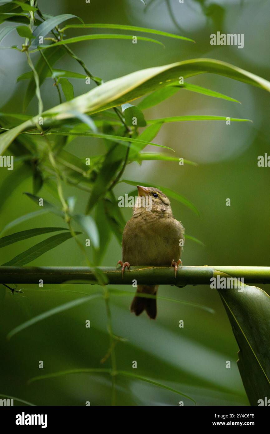 Femelle oiseau tisserand rouge assise sur une branche et à la recherche d'un partenaire Banque D'Images Femelle oiseau tisserand rouge assise sur une branche et à la recherche d'un partenaire Banque D'Images