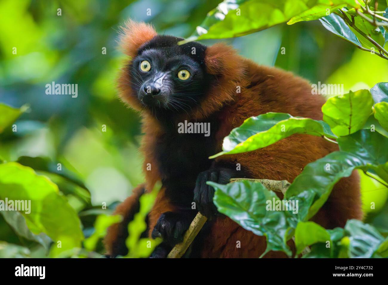Red Vari est assis sur une branche et regarde la jungle Banque D'Images Red Vari est assis sur une branche et regarde la jungle Banque D'Images