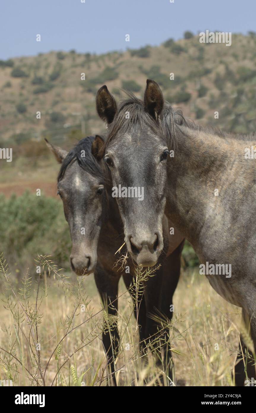 Portrait de jeunes chevaux devant un paysage de montagne Banque D'Images