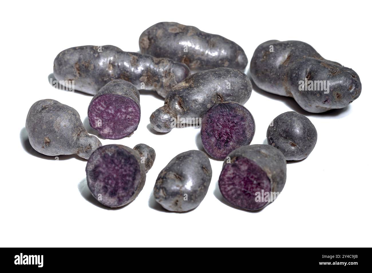 Pomme de terre aux truffes, Vitelotte, pommes de terre bleu-violet sur fond blanc Banque D'Images