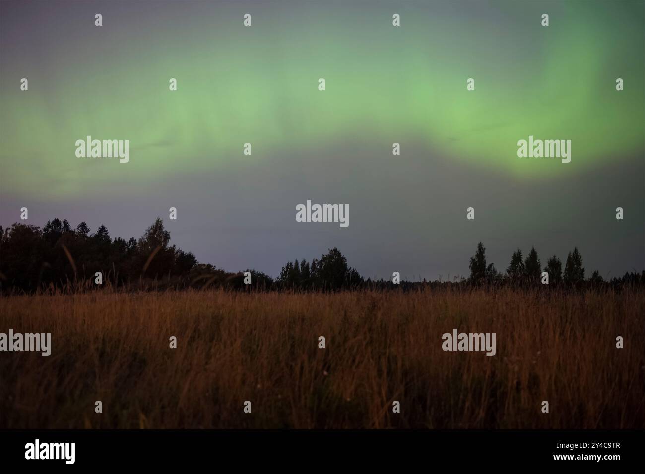 Les aurores arquent au-dessus du champ une nuit de septembre. Oblast de Leningrad, Russie Banque D'Images