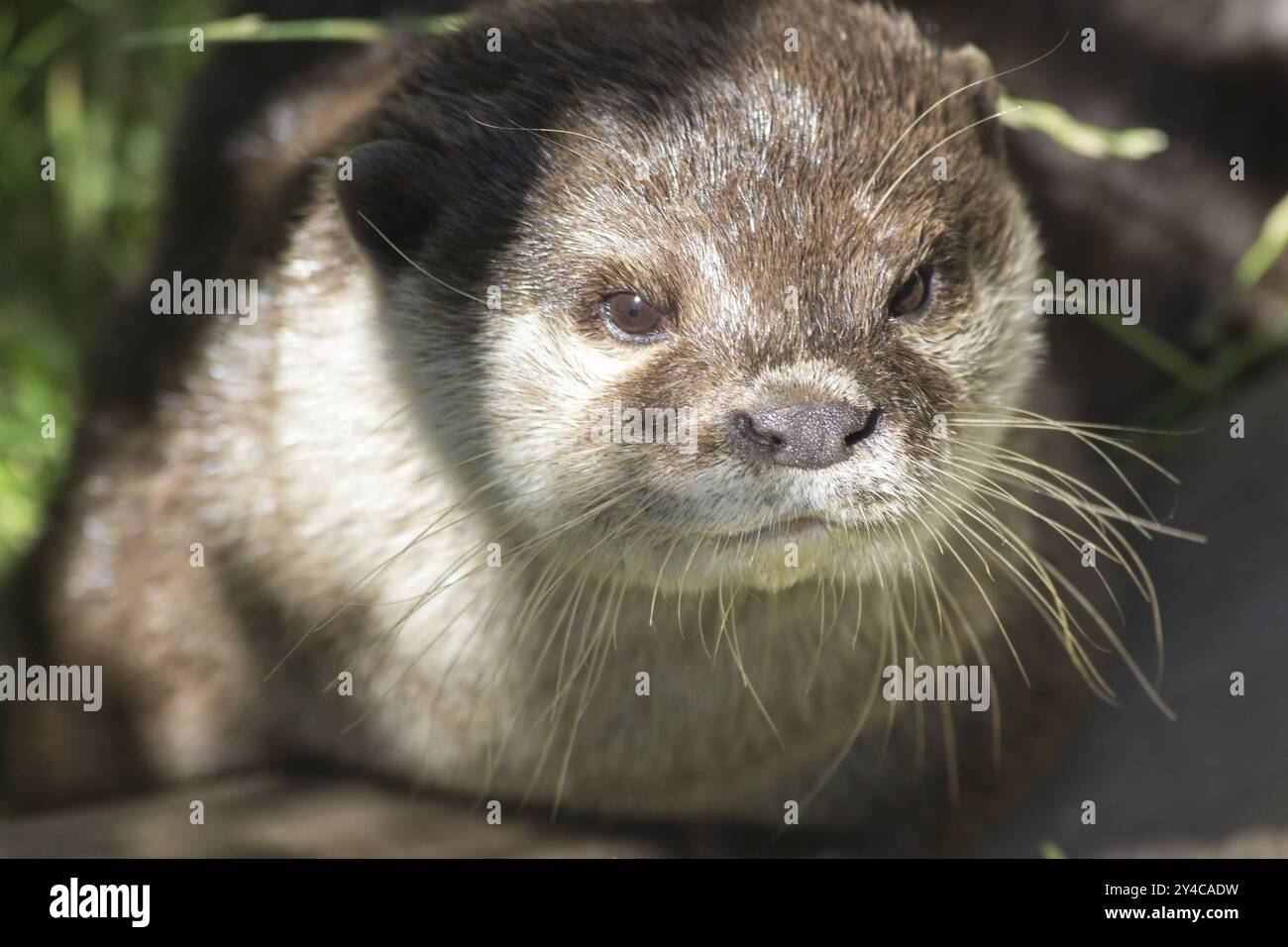 Portrait de la loutre Banque D'Images