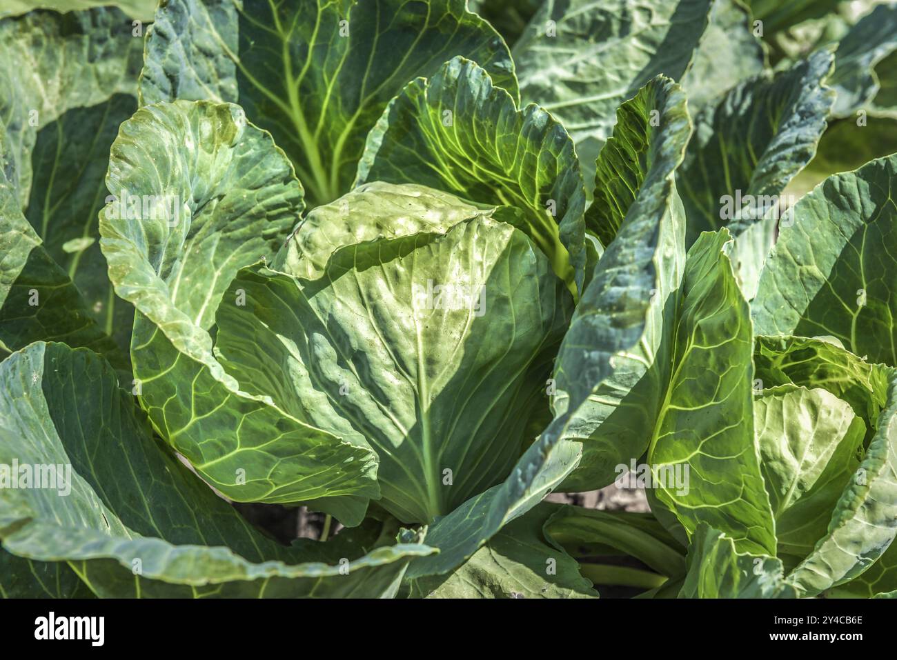 Jeune chou vert poussant dans le jardin Banque D'Images