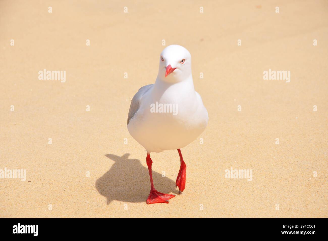 Mi-plan du goéland à bec rouge 'Chroicocephalus novaehollandiae scopulinus' attendant son compagnon sur une magnifique plage à l'état sauvage, 1er d'une séquence de 15 Banque D'Images