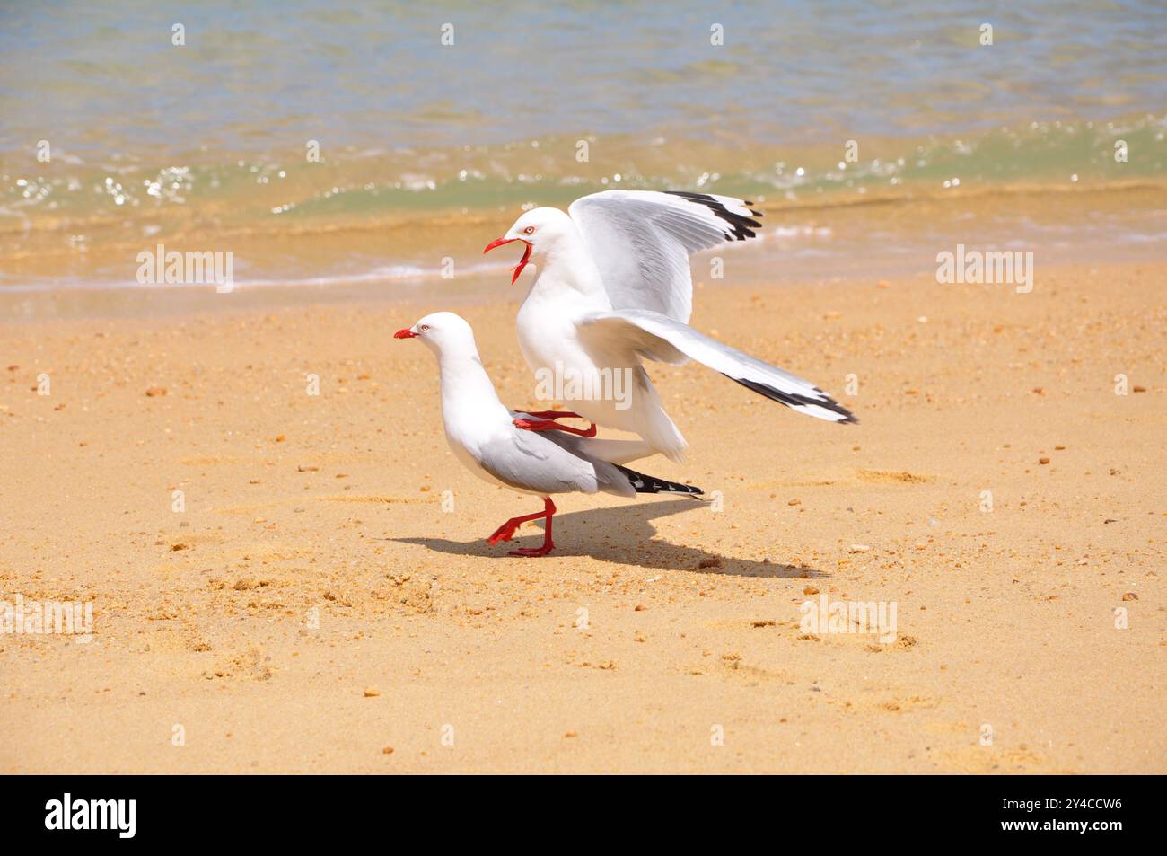 Goélands à bec rouge mâles et femelles 'Chroicocephalus novaehollandiae scopulinus' s'accouplant sur une magnifique plage sauvage, 13e sur 15 Banque D'Images