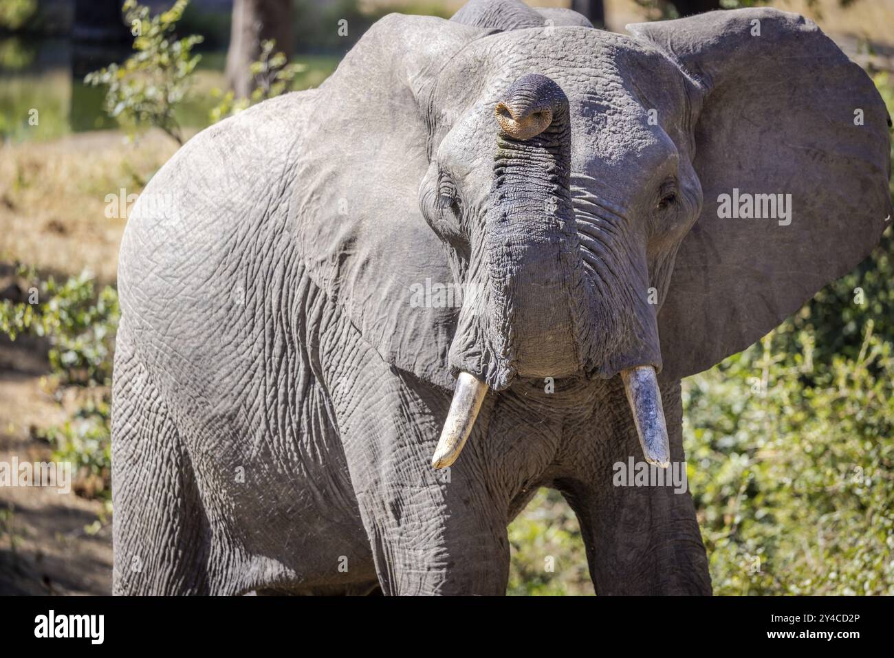 Jeune éléphant d'Afrique (Loxodonta africana), portrait, réserve de gibier de Manyeleti, Afrique du Sud, Afrique Banque D'Images