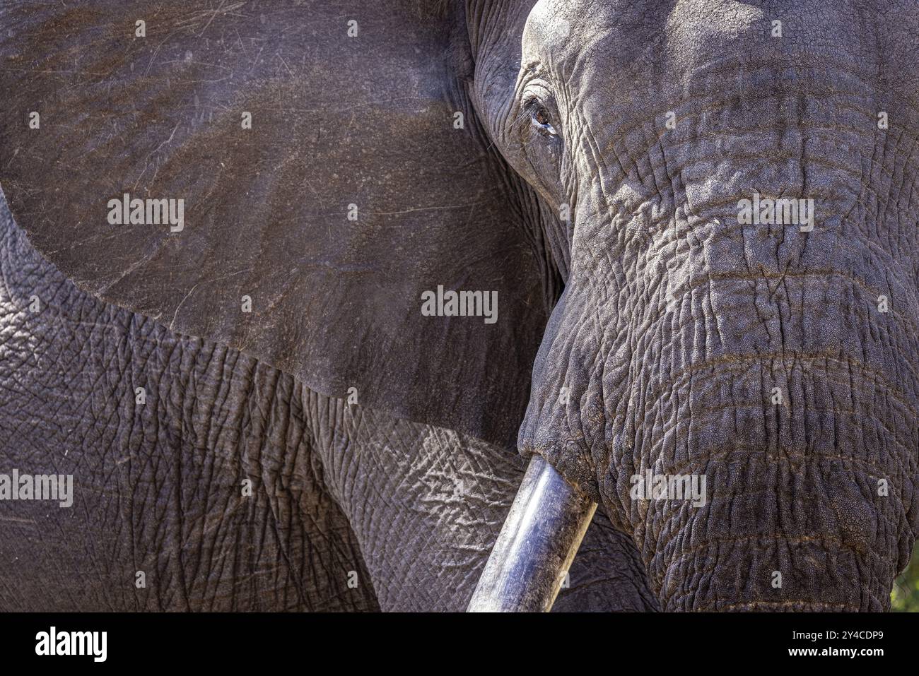 Portrait d'éléphant d'Afrique (Loxodonta africana), détail, gros plan, Manyeleti Game Reserve, Afrique du Sud, Afrique Banque D'Images
