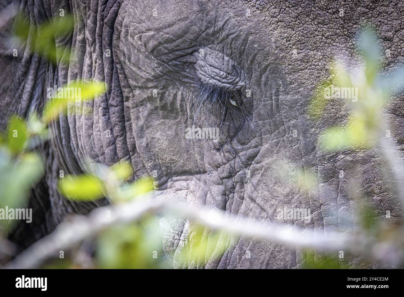 Portrait d'éléphant d'Afrique (Loxodonta africana), détail, gros plan, Manyeleti Game Reserve, Afrique du Sud, Afrique Banque D'Images