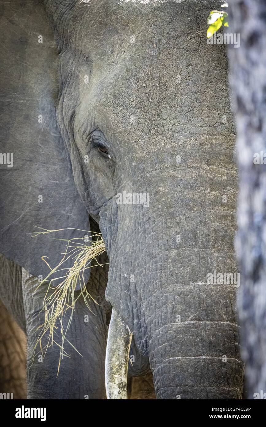 Portrait d'éléphant d'Afrique (Loxodonta africana), détail, gros plan, Manyeleti Game Reserve, Afrique du Sud, Afrique Banque D'Images