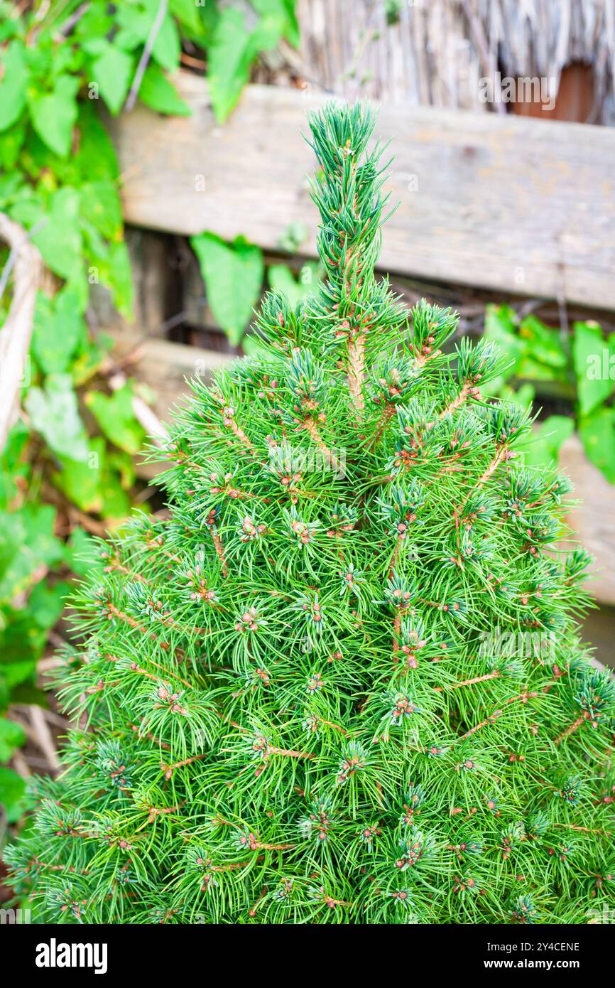 Vue détaillée du sommet d'une épinette naine dense de l'Alberta (Picea glauca conica) dans une cour arrière Banque D'Images