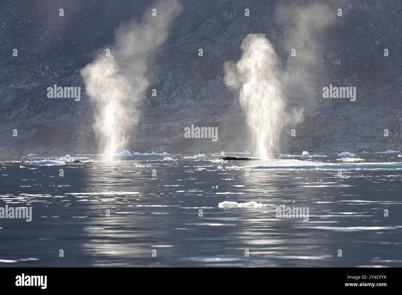 Coups de deux baleines en alimentation illuminés par le soleil du matin devant des montagnes escarpées. Fjord d'Ammassalik, Groenland oriental, Danemark Banque D'Images