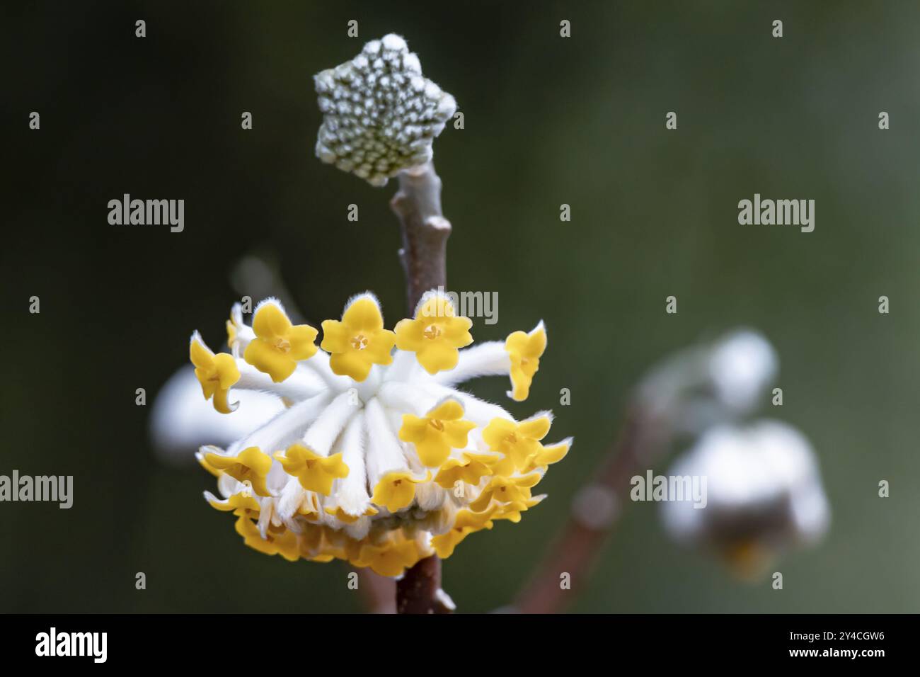 Buisson de papier japonais Edgeworthia chrysantha Banque D'Images