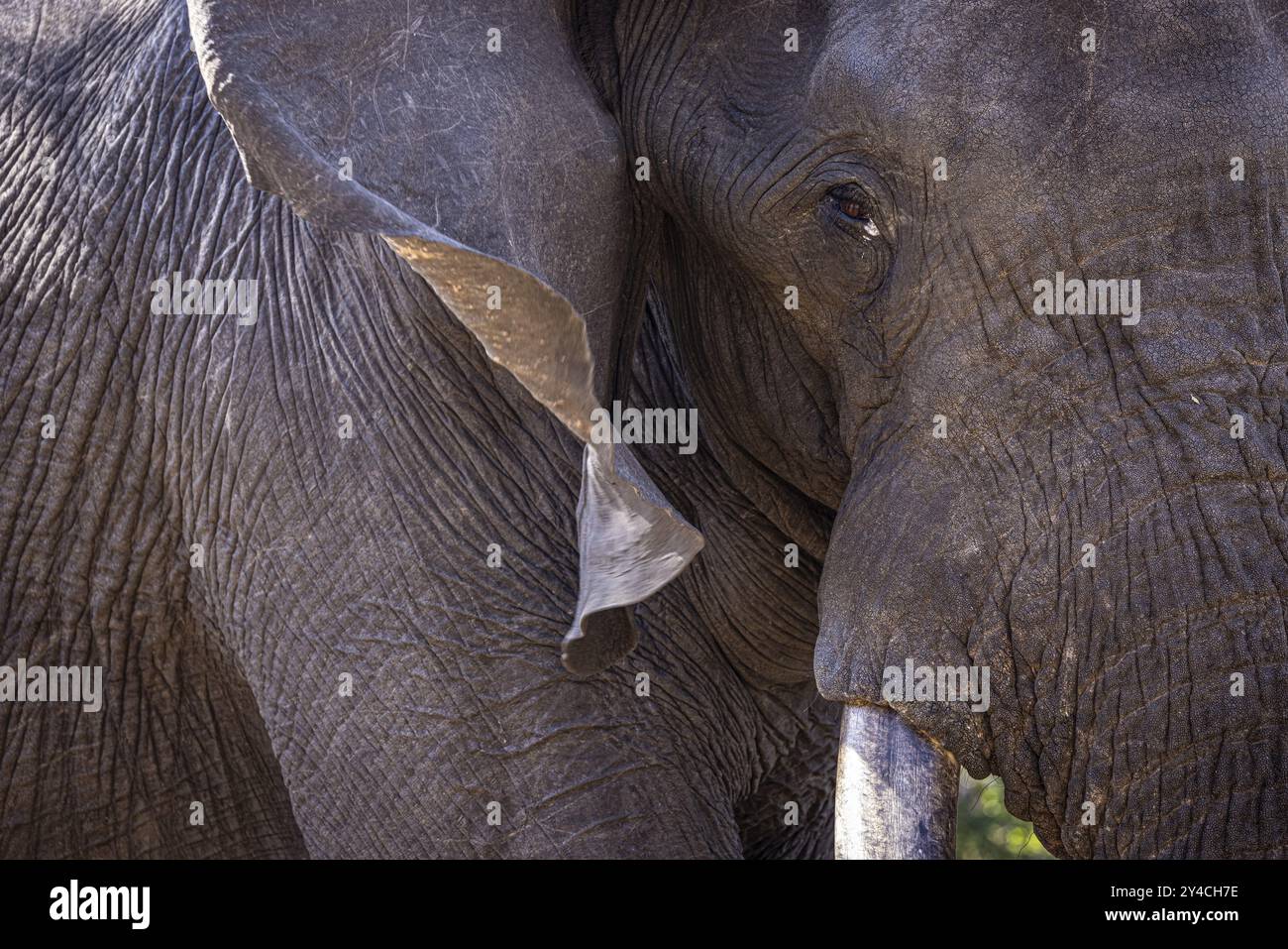 Portrait d'éléphant d'Afrique (Loxodonta africana), détail, gros plan, Manyeleti Game Reserve, Afrique du Sud, Afrique Banque D'Images