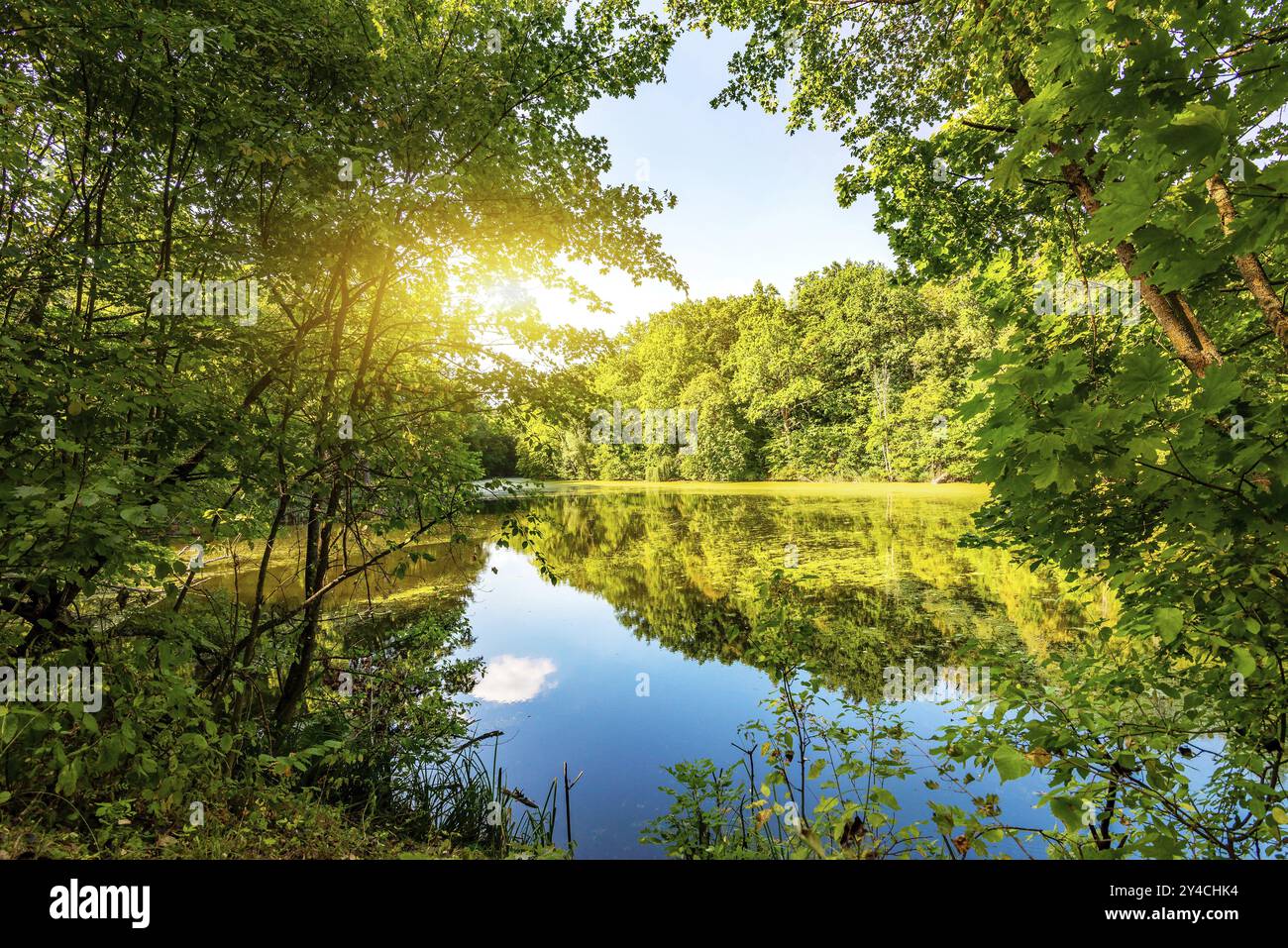 Bien sur le lac dans la forêt en été Banque D'Images