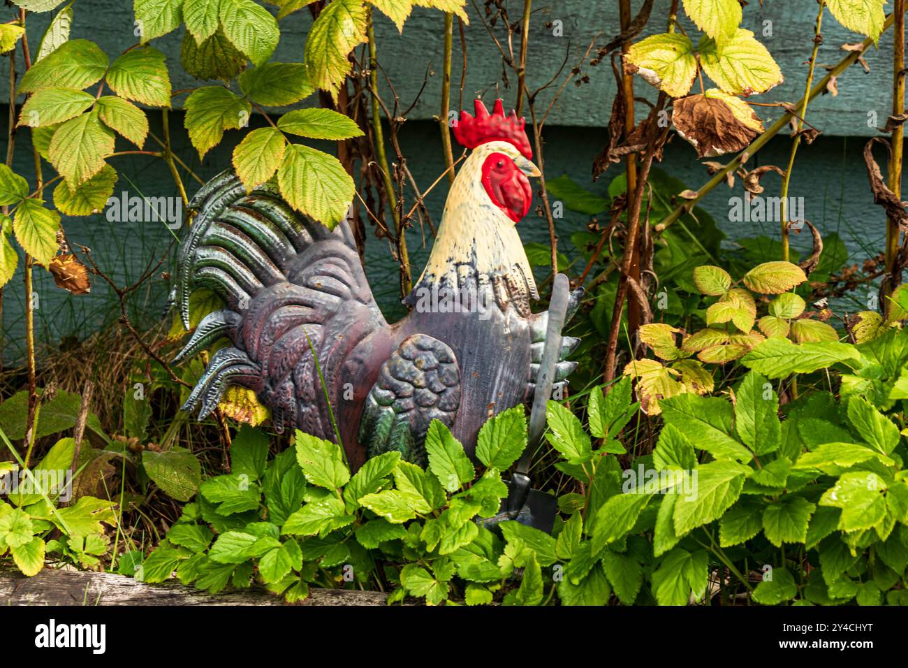 Ornement coloré de jardin de coq par un hangar bleu, avec des feuilles vertes tout autour. Style de vie campagnard. Banque D'Images