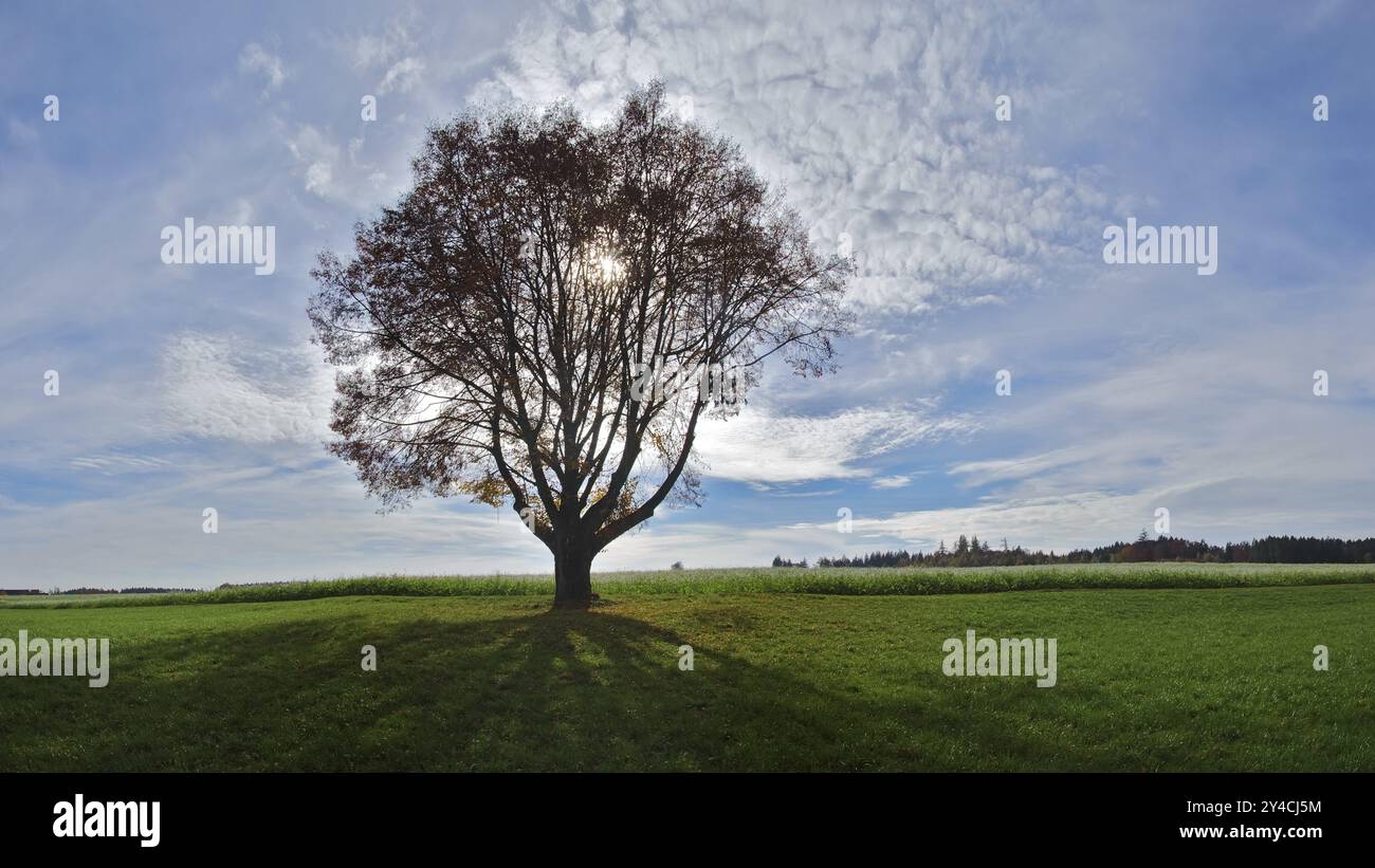 Arbre unique contre la lumière Banque D'Images