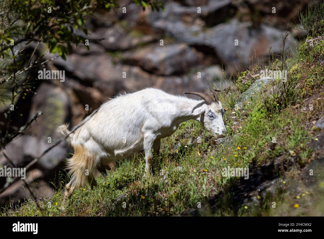 Les chèvres de montagne parcourent les collines et les routes de campagne à Arouca, au Portugal Banque D'Images