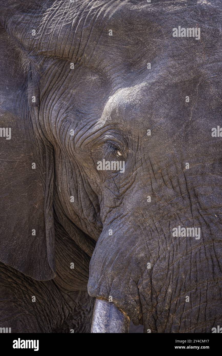 Portrait d'éléphant d'Afrique (Loxodonta africana), détail, gros plan, Manyeleti Game Reserve, Afrique du Sud, Afrique Banque D'Images