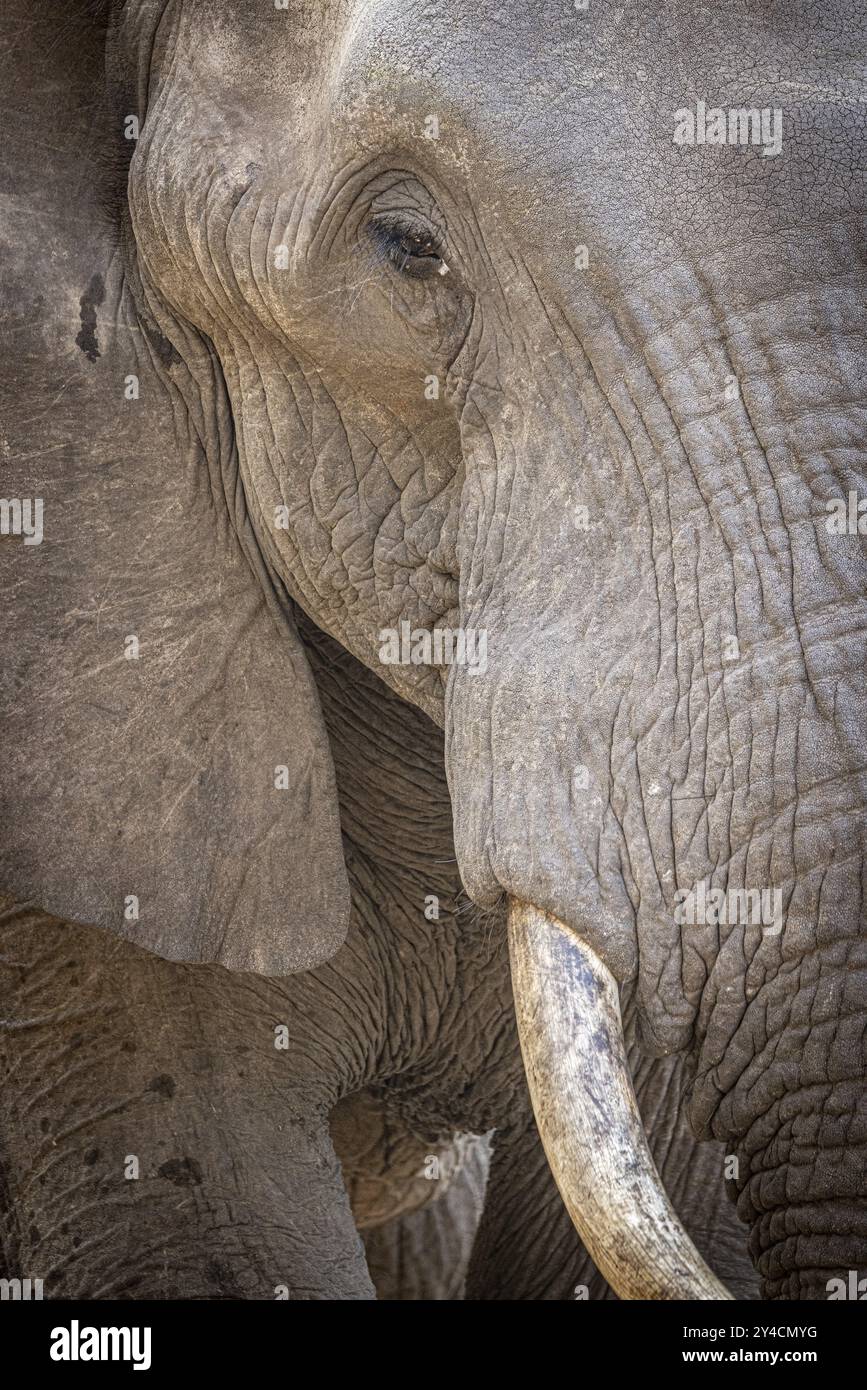 Portrait d'éléphant d'Afrique (Loxodonta africana), détail, gros plan, Manyeleti Game Reserve, Afrique du Sud, Afrique Banque D'Images