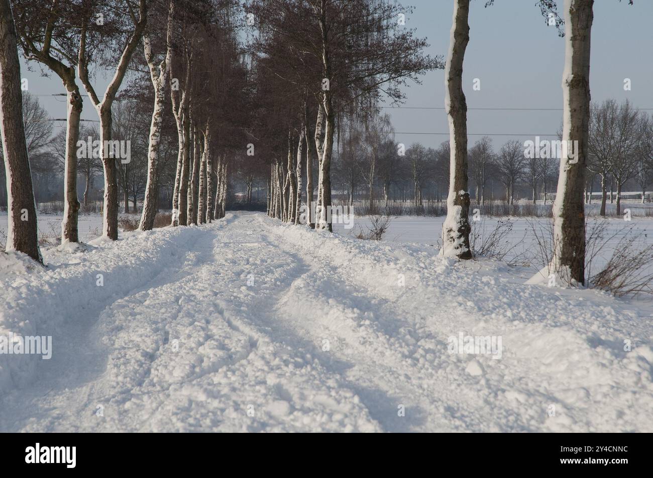 Un sentier enneigé bordé d'arbres s'étend à travers un paysage hivernal tranquille, borken, westphalie, allemagne Banque D'Images