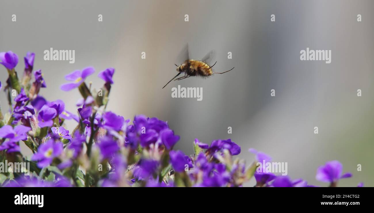 Woolly hoverfly en vol Banque D'Images