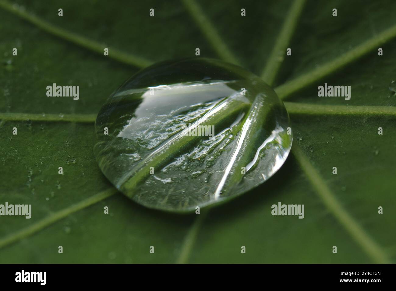 Gouttelettes d'eau sur feuille de nasturtium Banque D'Images