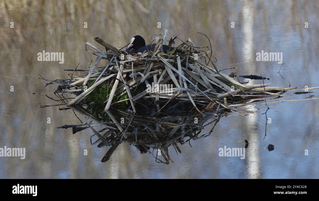 Eurasian Coot dans le nid, Pfrungener Ried près de Wilhelmsdorf Banque D'Images