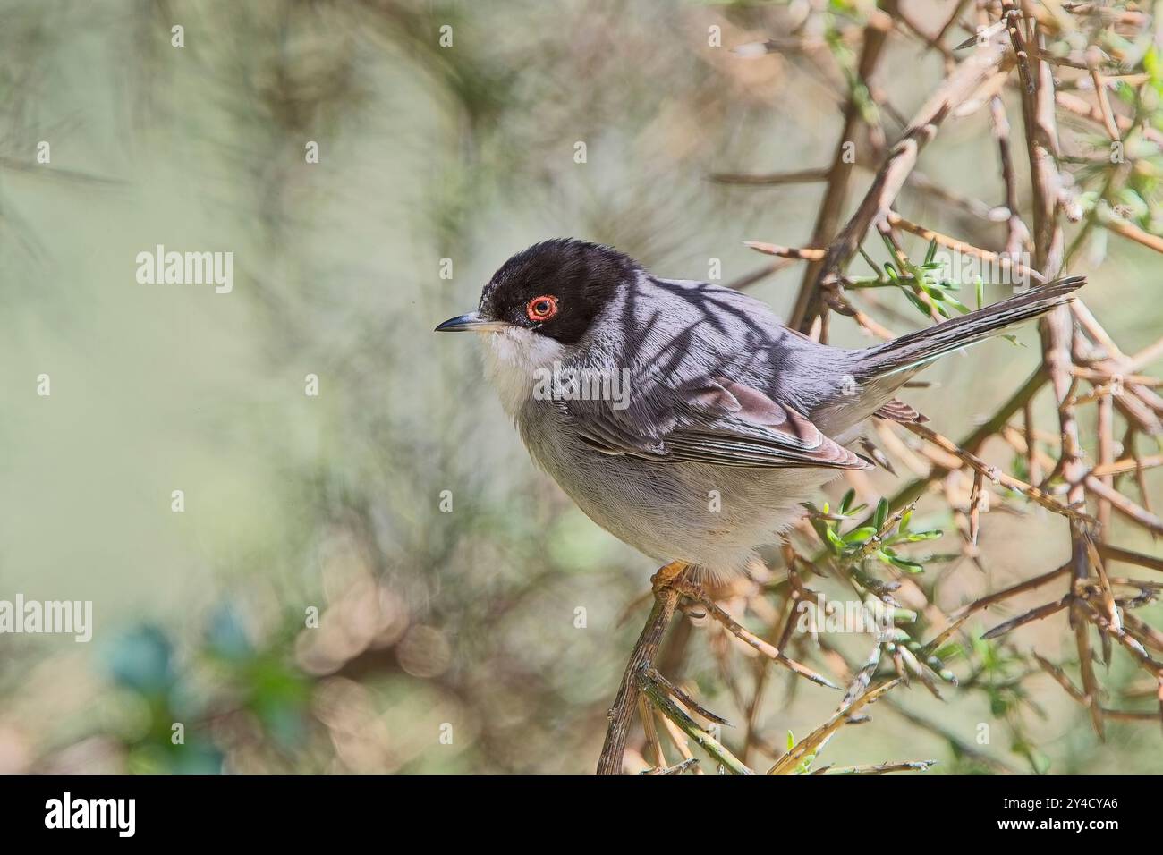 Paruline sarde (Curruca melanocephala), mâle perché dans un buisson, Chypre. Banque D'Images