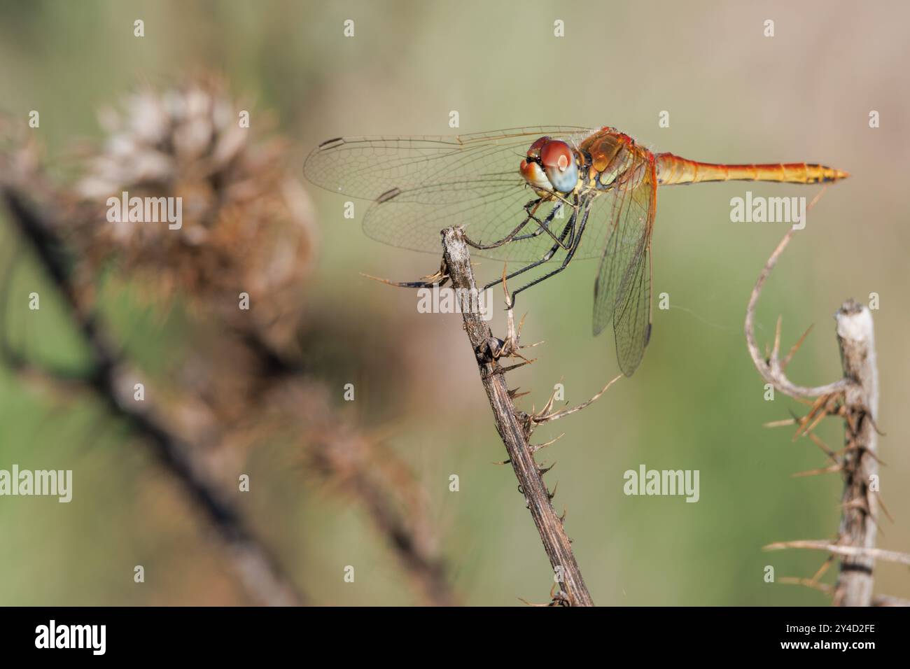 Femelle Sympetrum fonscolombii libellule perchée au bout d'une brindille sèche, Bocairent, Espagne Banque D'Images