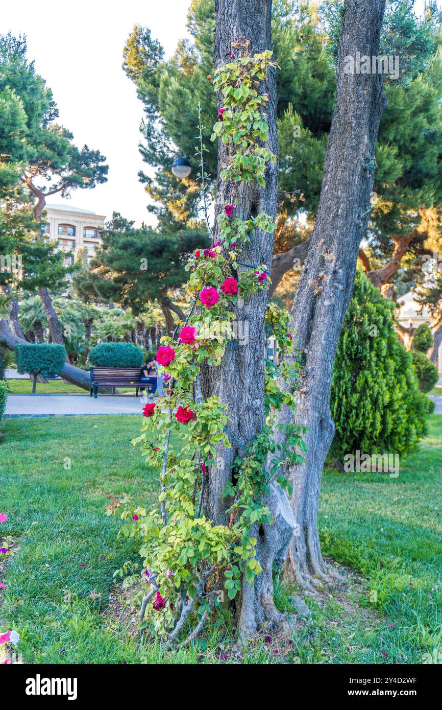 Belles fleurs. Bakou, Azerbaïdjan. Banque D'Images