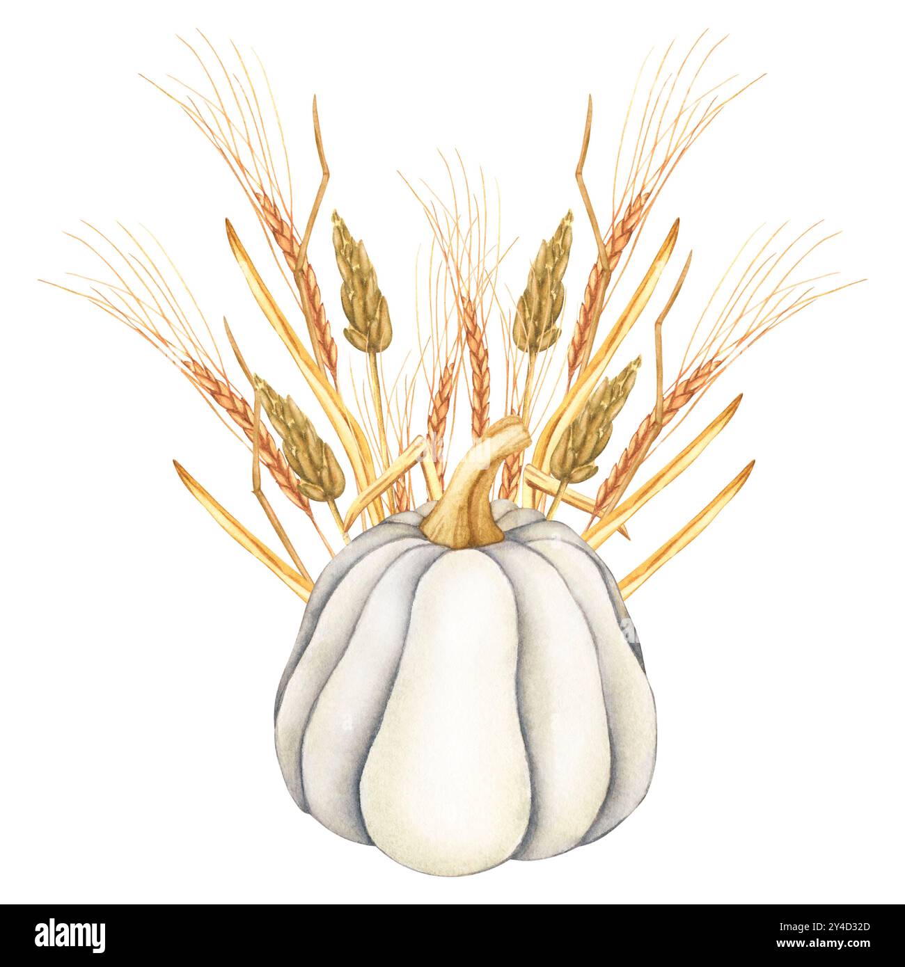 Citrouille blanche aquarelle avec des oreilles de blé. Illustration d'automne pour les invitations et les cartes pour le festival de la récolte ou l'action de grâce. Objets d'automne. INT. Accueil Banque D'Images