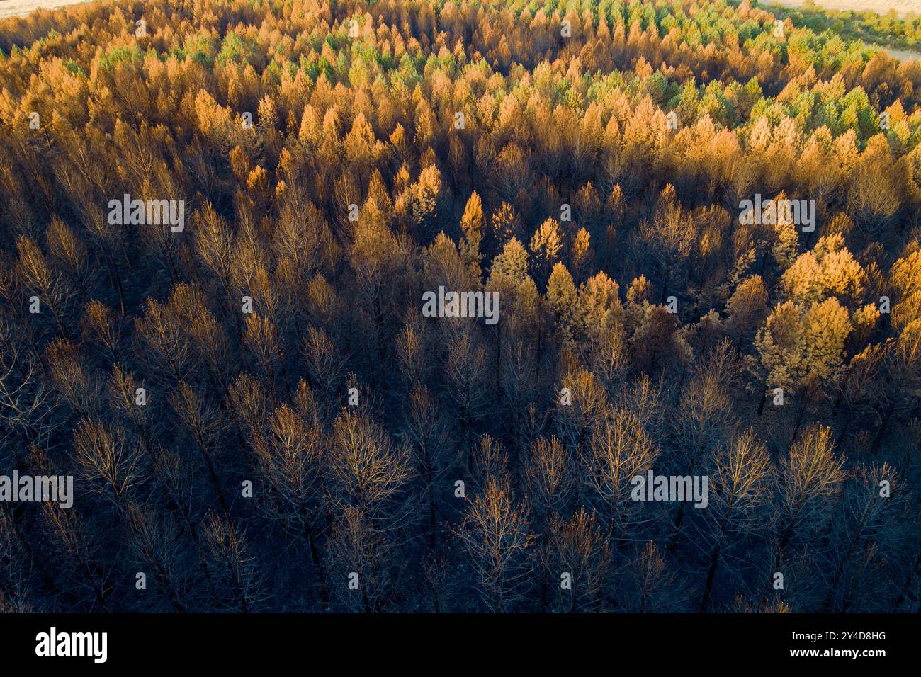 forêt de pins après un feu de forêt, vue aérienne avec drone. Catastrophe écologique Banque D'Images