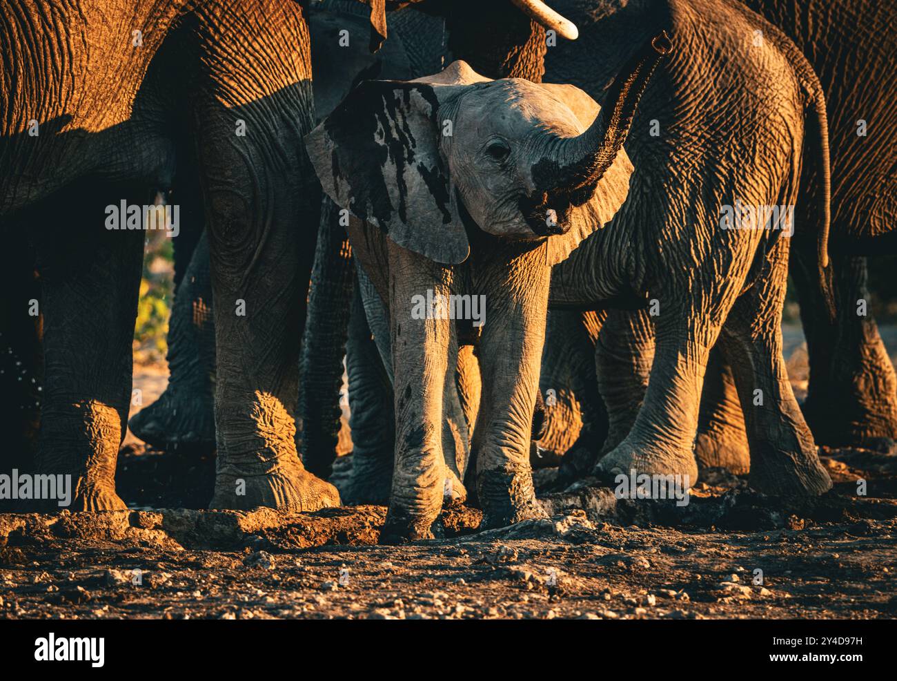 Éléphant(s) adapté(s) au désert (Loxodonta africana) en Namibie, Afrique Banque D'Images