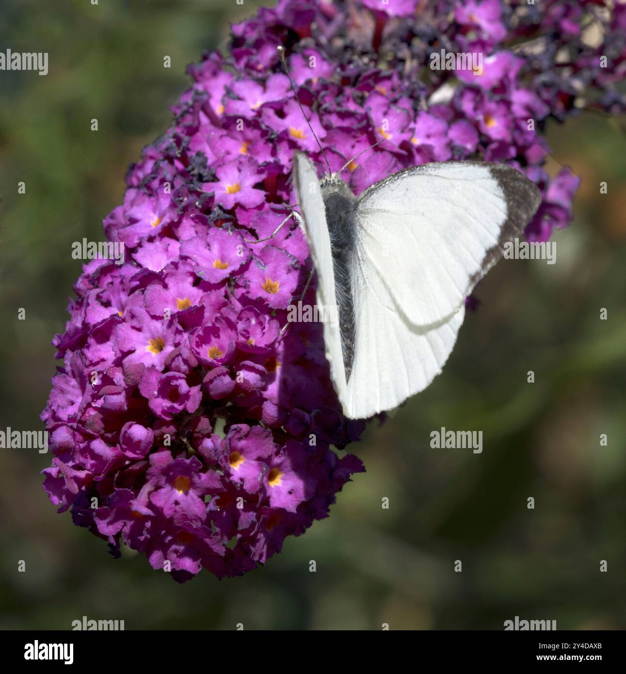 Mâle gros chou blanc papillon Pieris brassicae sur Purple Buddleia davidii Banque D'Images