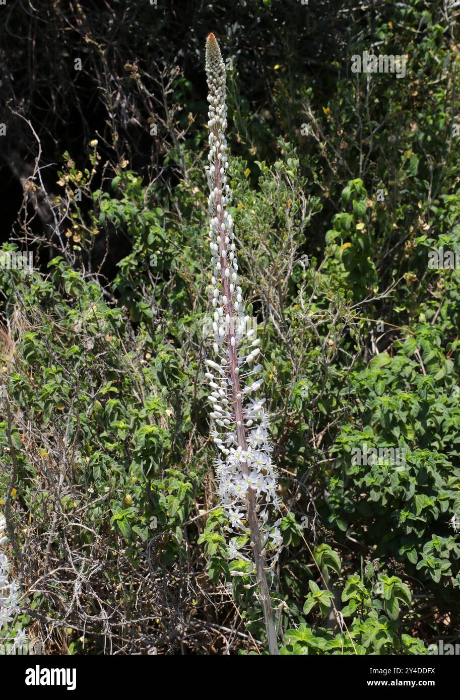 Courge marine, courge marine, courge marine ou oignon marin, Drimia maritima (syn. Urginea maritima), Asparagacées. Europe, Asie occidentale et Afrique du Nord. Banque D'Images