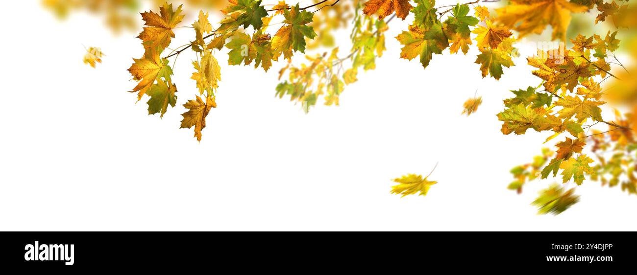 Magnifique feuillage d'automne de l'érable, studio isolé sur fond blanc pur, avec quelques feuilles colorées sur une branche et quelques chutes, bannière panoramique Banque D'Images
