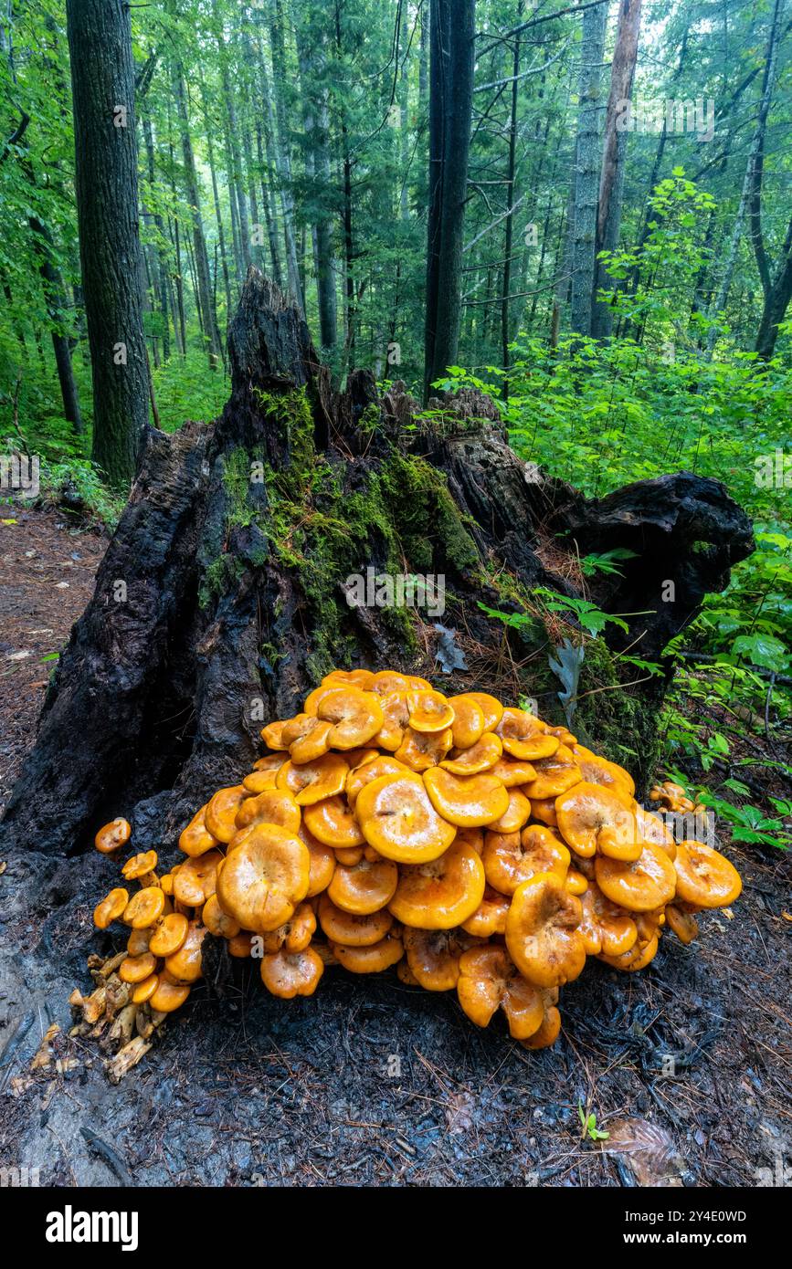 Grande grappe de champignons Jack-O'Lantern (Omphalotus illudens) poussant sur souche d'arbre - Pisgah National Forest- Brevard, Caroline du Nord, États-Unis Banque D'Images