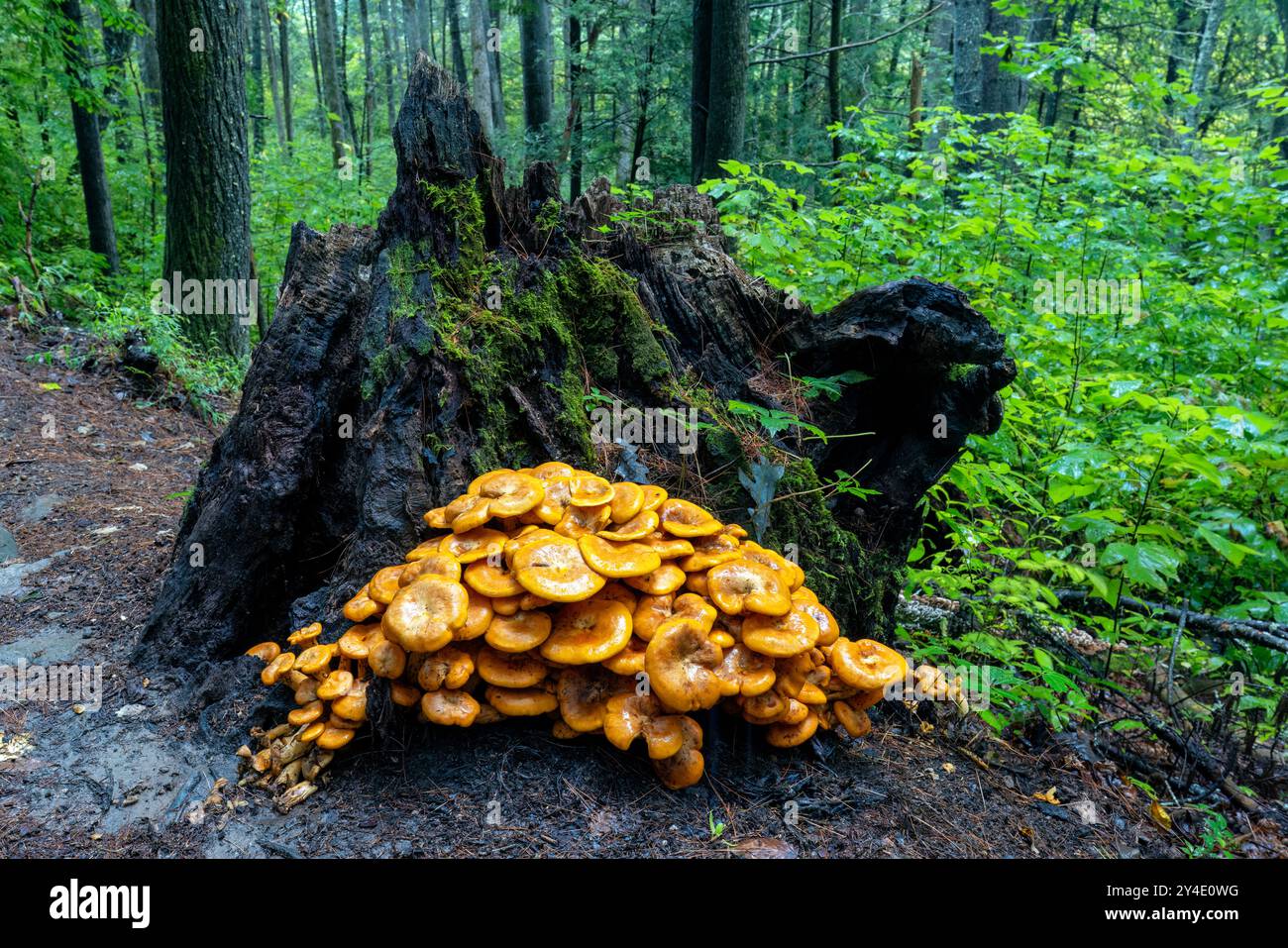 Grande grappe de champignons Jack-O'Lantern (Omphalotus illudens) poussant sur souche d'arbre - Pisgah National Forest- Brevard, Caroline du Nord, États-Unis Banque D'Images
