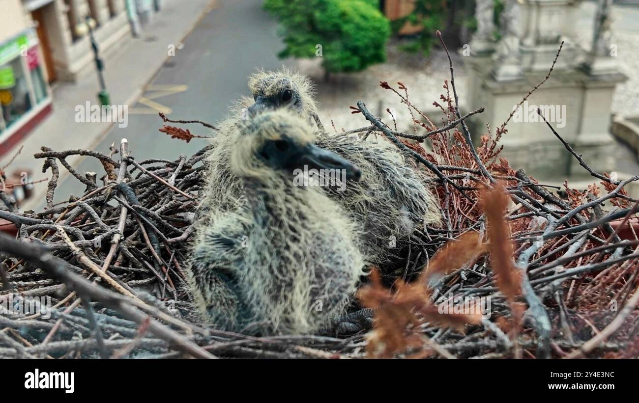 Deux pigeons dans un nid sur une fenêtre. Des pigeons vieux de quatre jours. la vie des pigeons dans la ville Banque D'Images