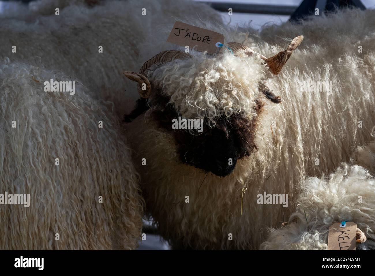 USK Show Banque D'Images