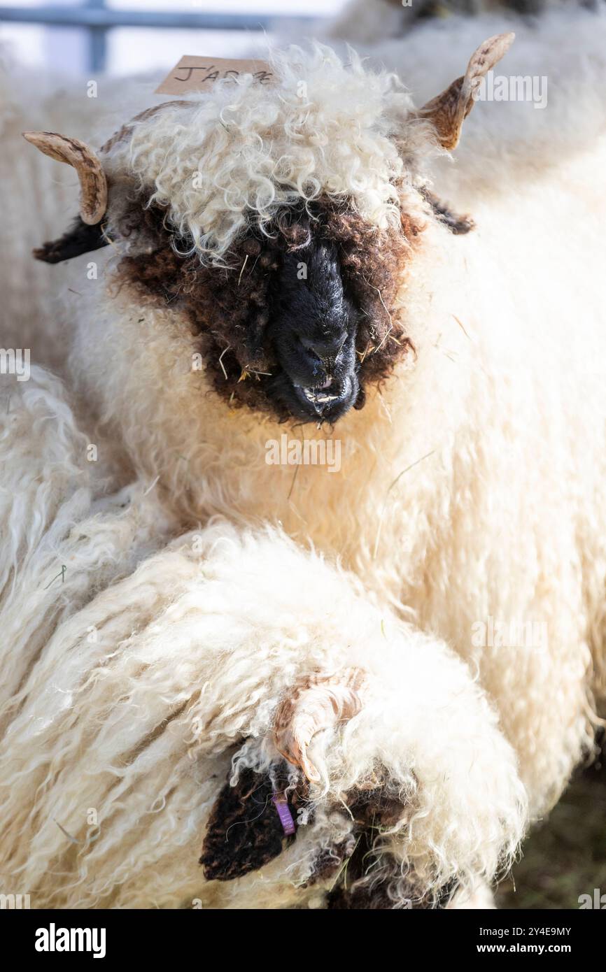 USK Show Banque D'Images