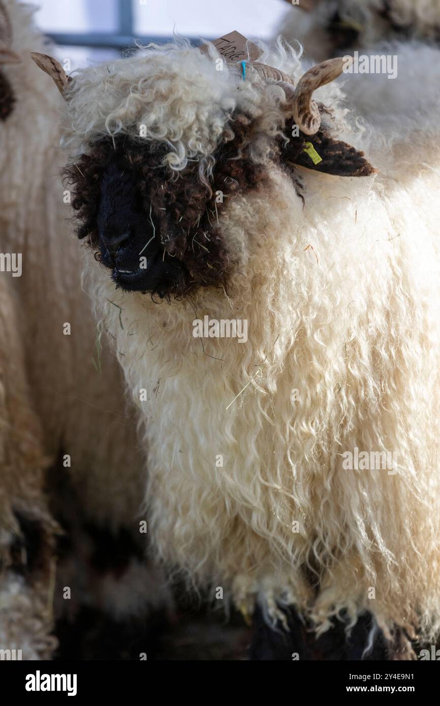 USK Show Banque D'Images