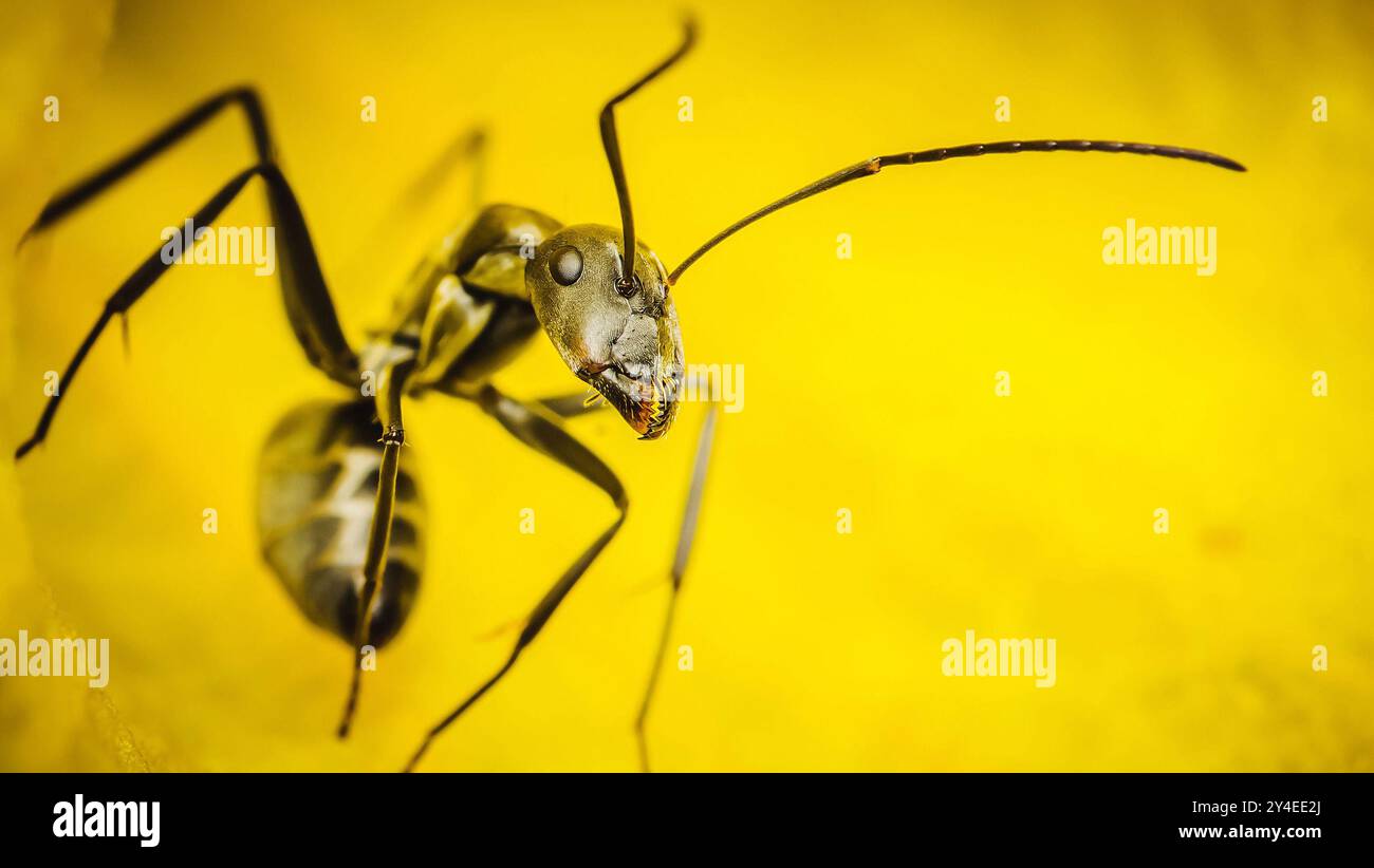 Insecte fourmi noir commun sur fond de pétales jaunes. Banque D'Images