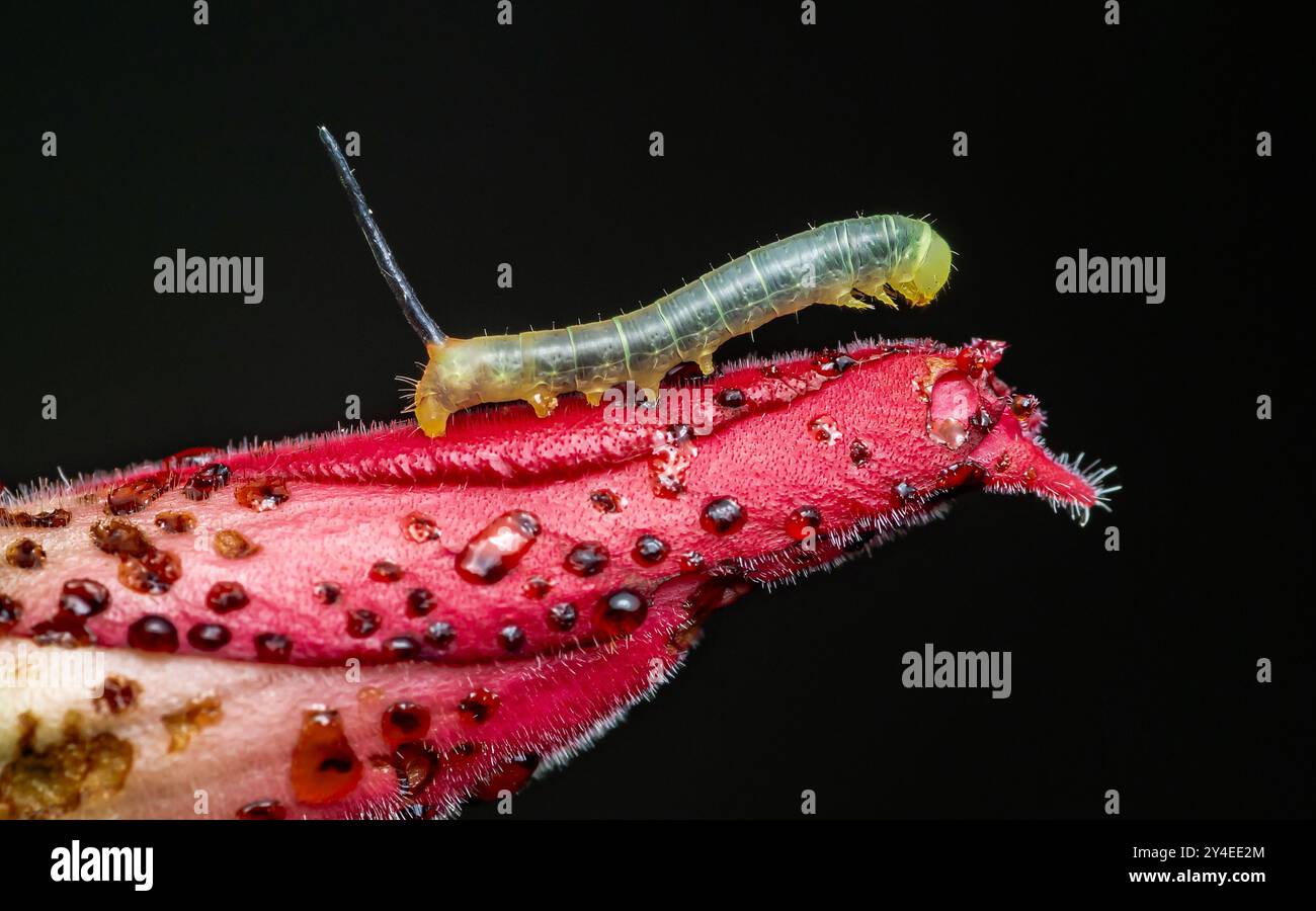 Gros plan chenille verte sur fleur rose. Banque D'Images