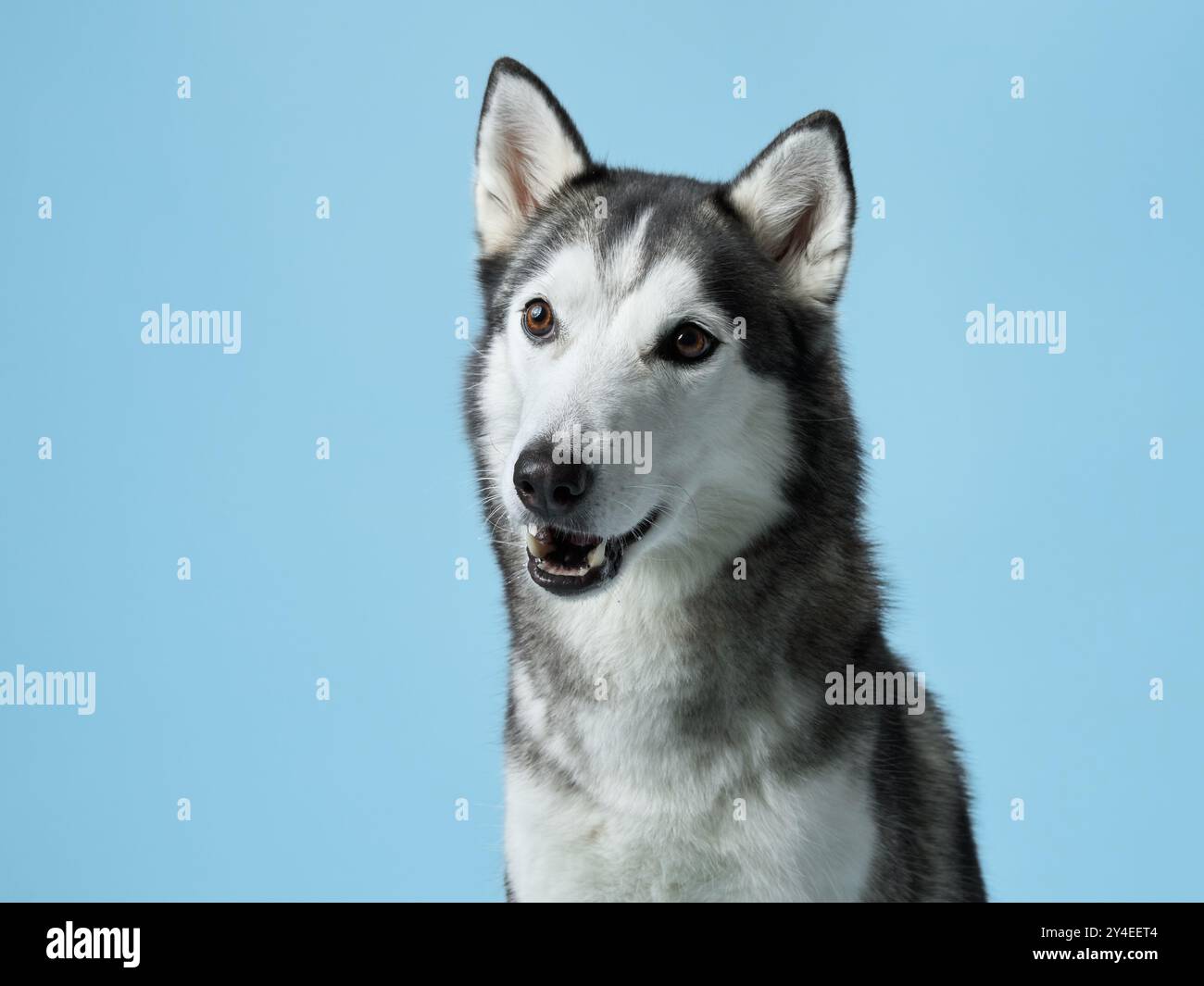 Un chien Husky sibérien, la bouche agapée et les yeux allumés, attrape une friandise sur un fond bleu doux ressemblant à un ciel. L'instantané capture le chien impatient Banque D'Images