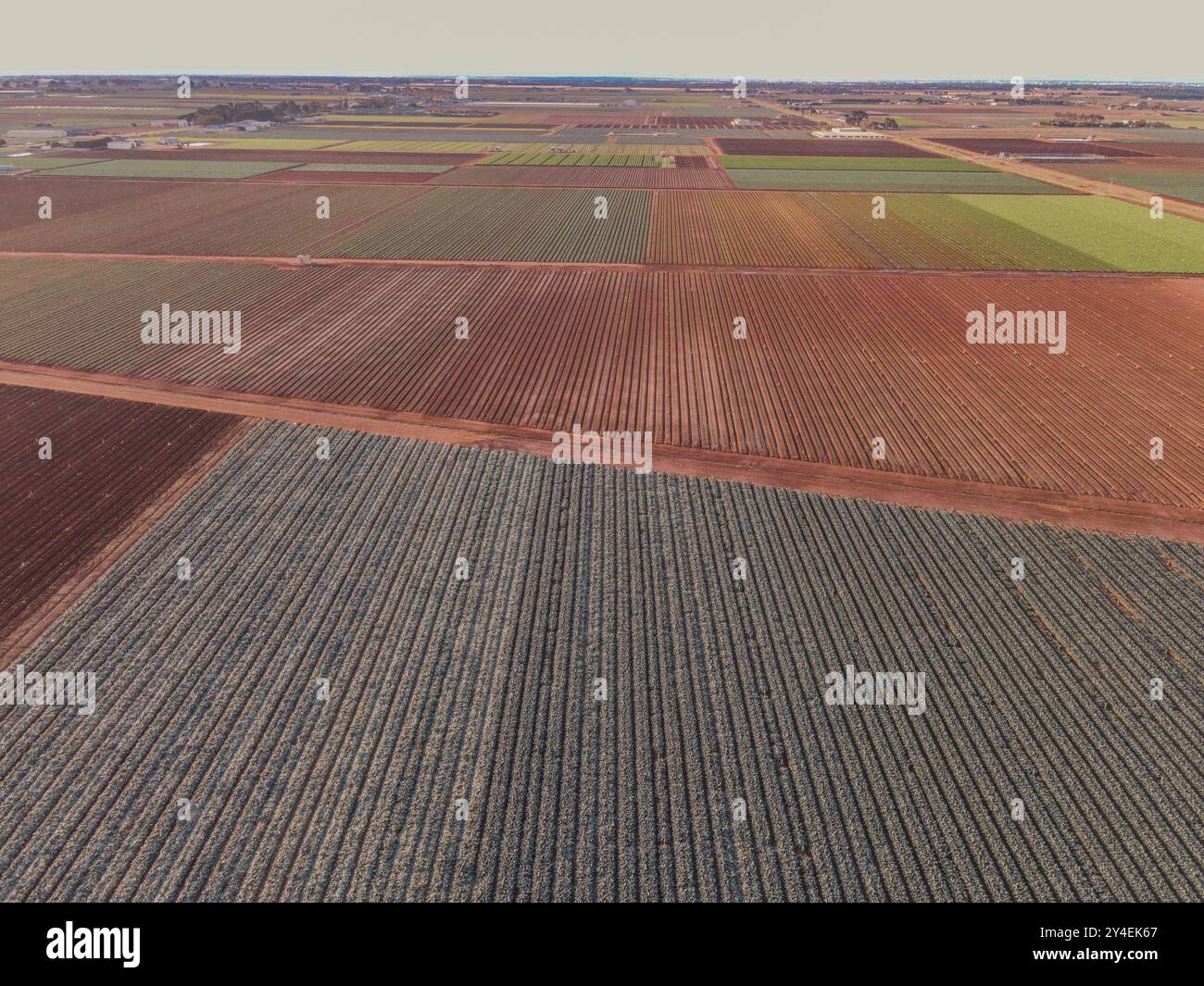 Vue aérienne des jardins maraîchers et des champs de légumes cultivés à Werribee South, Victoria, Australie, montrant de longues rangées de cultures sur un sol agricole rouge Banque D'Images
